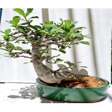 (70) - G1152 Blik se Light Oatmeal Test 28/11/2025