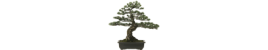 SA Bonsai Pots